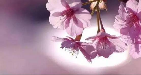 看樱花何必去远方,天津水上公园神户园樱花