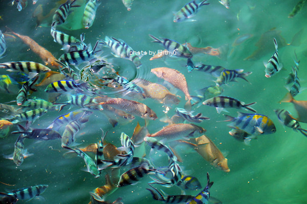 沙巴4天自由行攻略 (沙巴5天之旅)