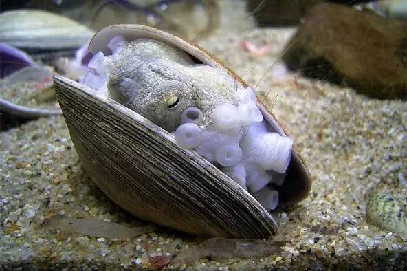 八爪鱼神秘吃法,八爪鱼特异功能