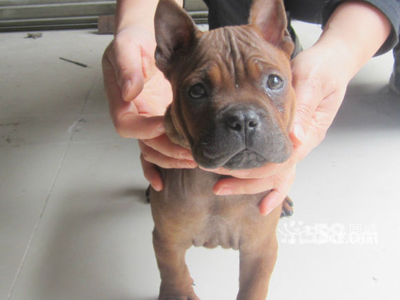 真中华田园犬,川东猎犬在中国猛犬排第几