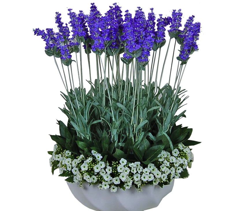 夏日防蚊虫植物,夏天快来了防蚊通风