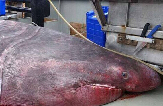 海中捕获巨鲨视频,罕见全球人们捕获5米巨口鲨