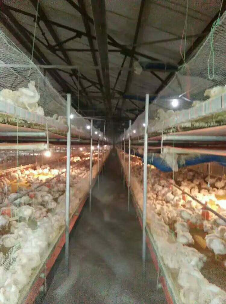 凉鸡爪子怎么做才好吃,鸡爪子凉是怎么回事