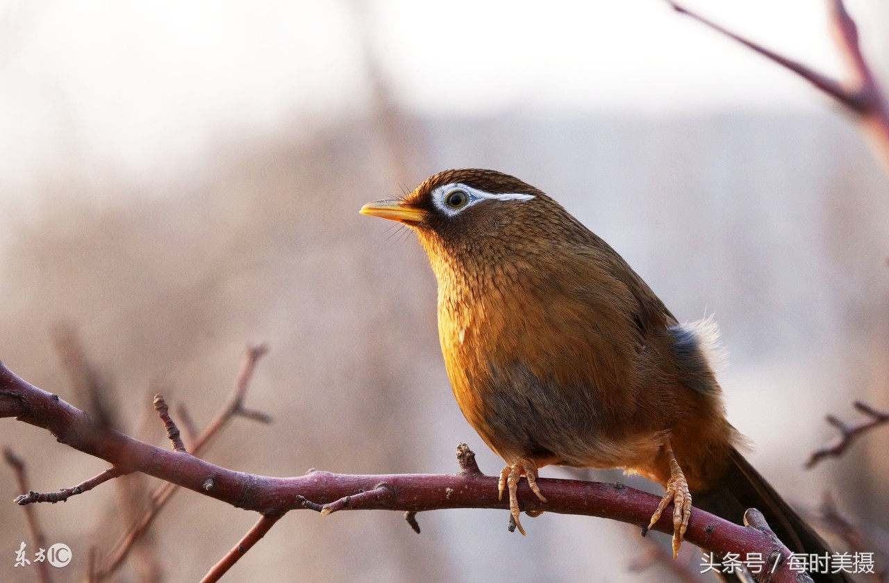 驯养鸟上手技巧,驯养小鸟指南