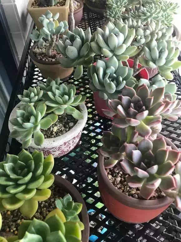 没时间出去玩养多肉,外出旅游多肉怎么办