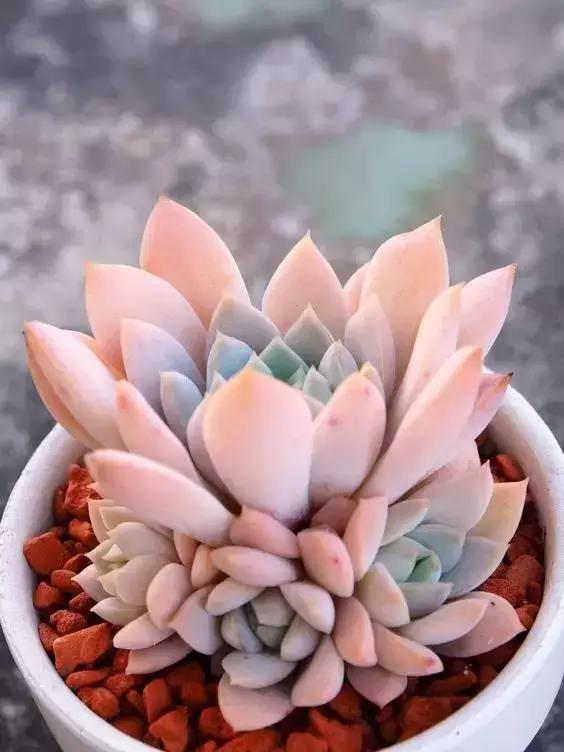 没时间出去玩养多肉,外出旅游多肉怎么办