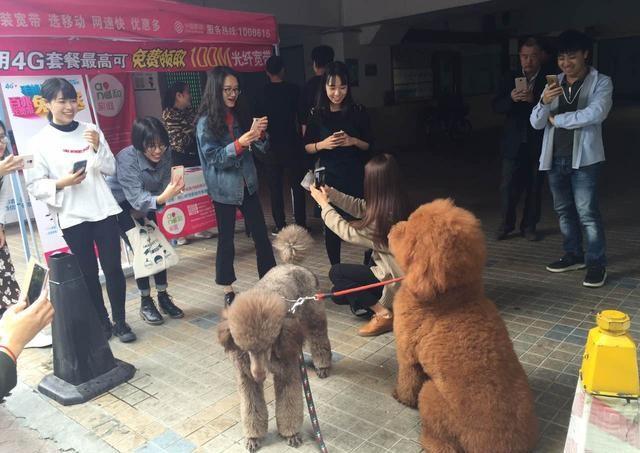 贵宾犬回头率,贵宾犬的回头率