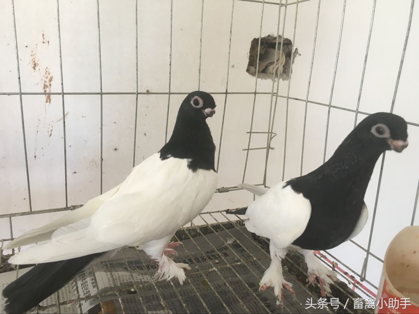 怎样提高鸽子归巢率,如何提高鸽子产蛋率