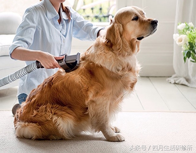 家有毛孩子日常,家有毛孩子的陪伴不孤单