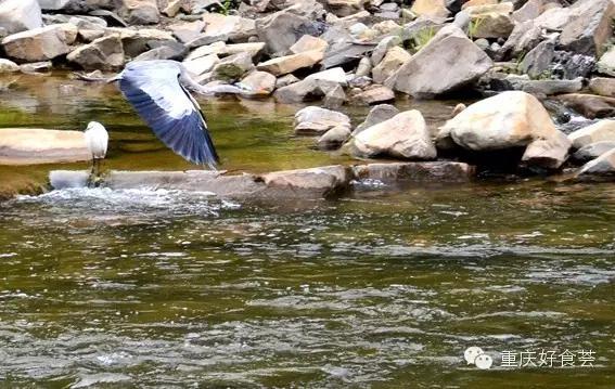 踏青挖野菜指南,最好玩的野趣旅游地方采野菜