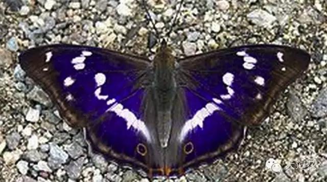 世界上最美的八大蝴蝶之一蓝闪蝶,世界上最美的蝴蝶前十名