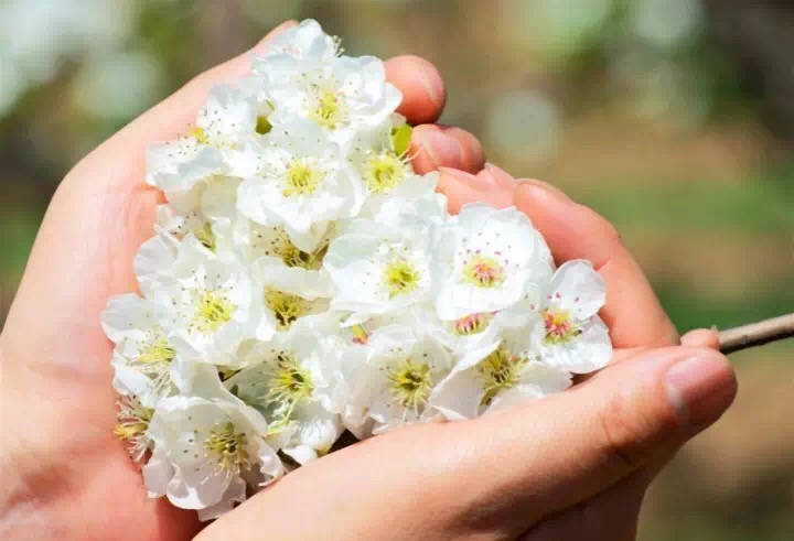 十里春风赏花季,你的朋友圈配词准备好了吗?