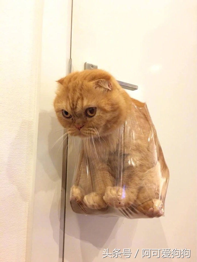 有一只会关心主人的喵星人可真好！