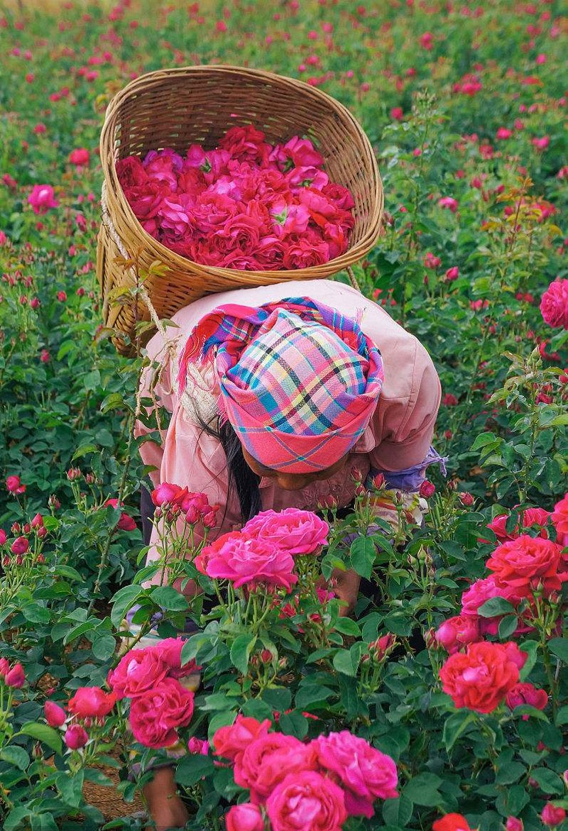 「吉庆祥1907」鲜花饼中的状元郎，百年老字号“吉庆祥”