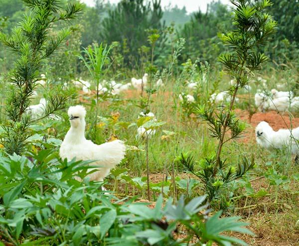 乌鸡怎么养才不生病,保护乌鸡的最好方法