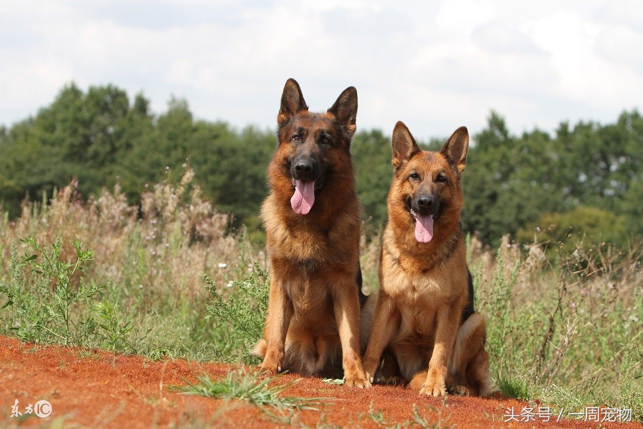 4个月德牧饲养,东德牧幼犬饲养
