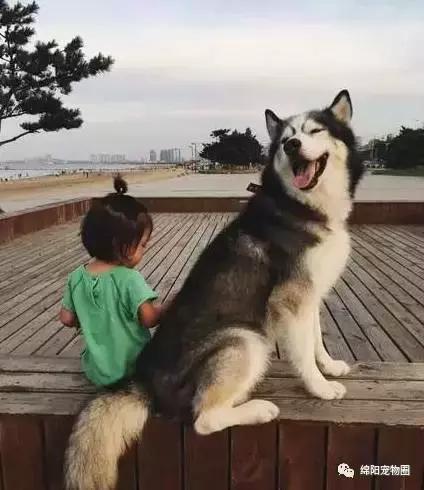 哈士奇怎么养才能养好,哈士奇怎么养才能养得很听话