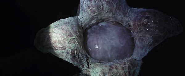 《异形》里的12种异形盘点,异形系列图鉴