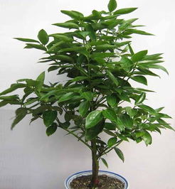 入住新房除甲醛最有效的方法,新房甲醛污染如何治理