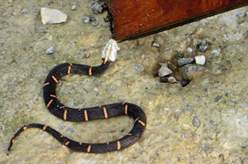 喜马拉雅白头蛇,喜马拉雅白头蝰是多少级