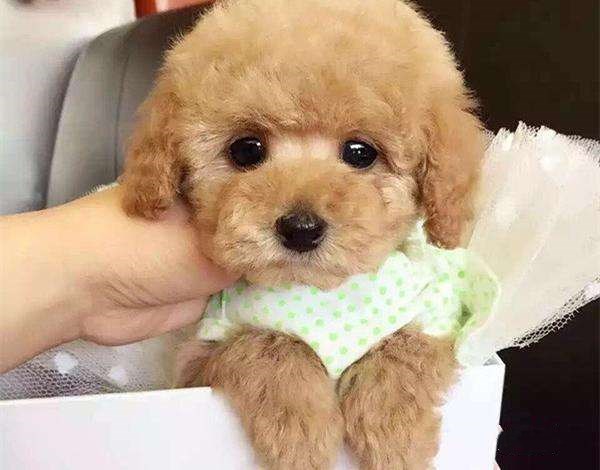 泰迪幼犬鼻子褪色什么原因,泰迪狗狗鼻子褪色是怎么回事