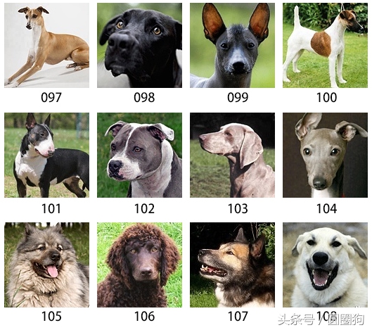 美国akc狗品种,akc品种的标准狗狗都有哪些