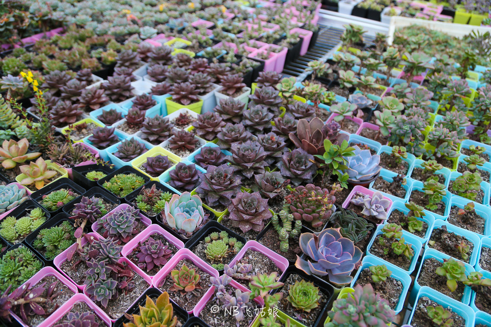 南通滨江公园亲子游,南通洲际绿博园有什么好玩的