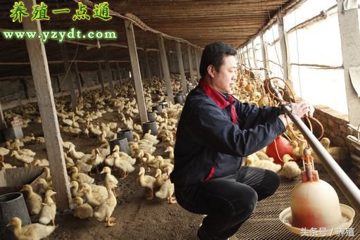 蛋鸭安全越冬九注意,蛋鸭效益提升明显