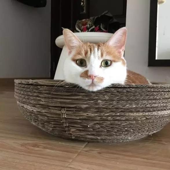 「3月上海领养」给流浪的它们一个温暖的家！