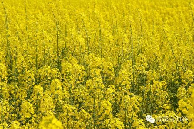 2022成都周边赏花,成都周边游赏花最佳景点