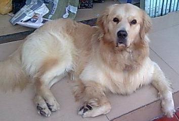 狗狗不吃不喝，你一定要警惕啦！