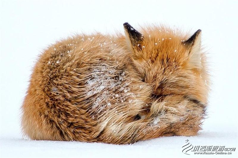 采矿工程师视频,采矿工程师拍摄的狐狸