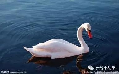 鹅产业发展报告,舒兰市白鹅养殖前景预测