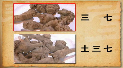 土三七和三七有何不同,三七与土三七的相同和不同