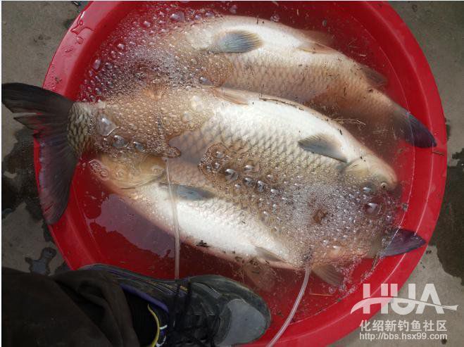 自制钓草鱼玉米必须要煮吗,发酵的玉米可以钓草鱼吗