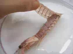 大连虾爬子几月开始吃,虾爬子几月好吃