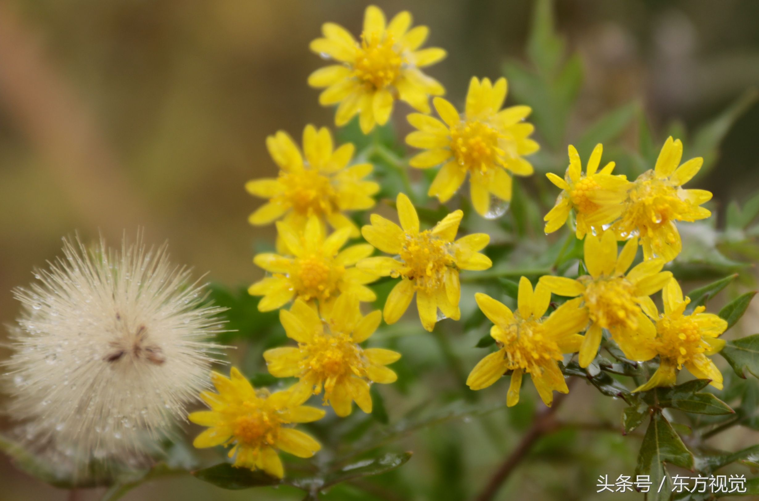 二十四节气寒露的介绍,寒露节气知识