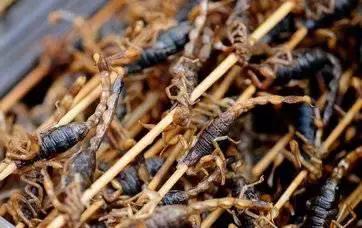 omg毛毛虫,omg吃虫子完整版