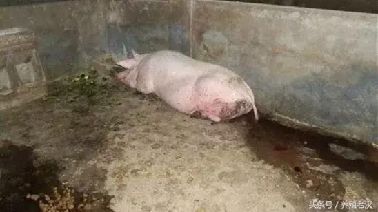 猪血痢疾怎么引起的,猪血尿病因及治疗