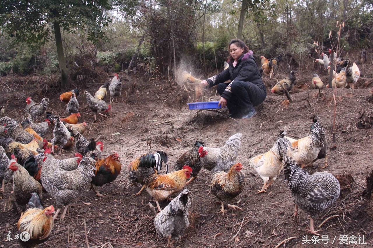 农村致富门路养鸡,农村里面养殖什么禽类最挣钱