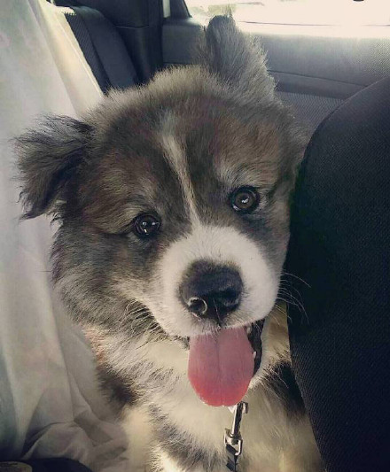 哈士奇、萨摩耶和阿拉斯加三合一，这混血无敌了！