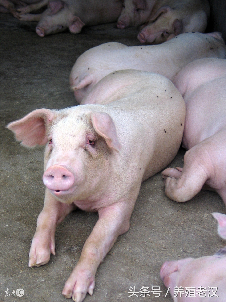 猪血痢疾怎么引起的,猪血尿病因及治疗