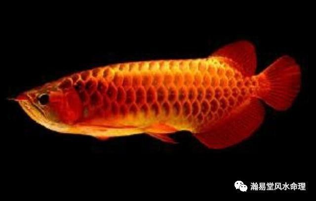 催旺财运要怎样做,催旺生意招财法