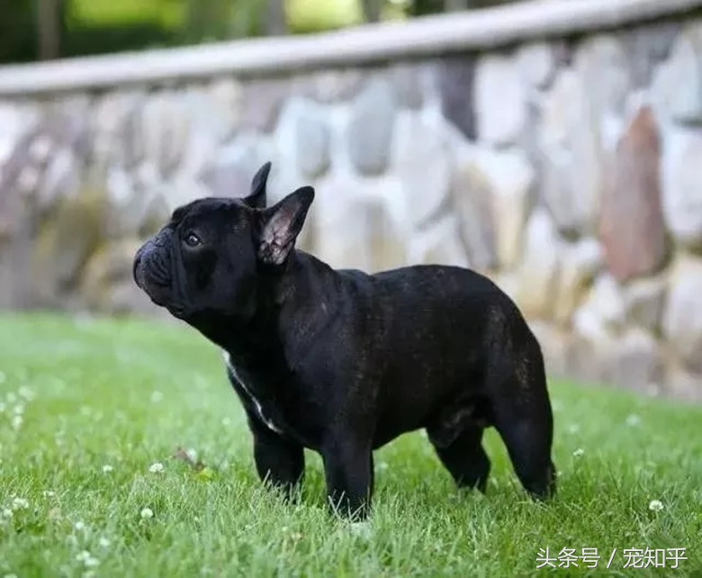 世界名犬英国,世界名犬杜高犬