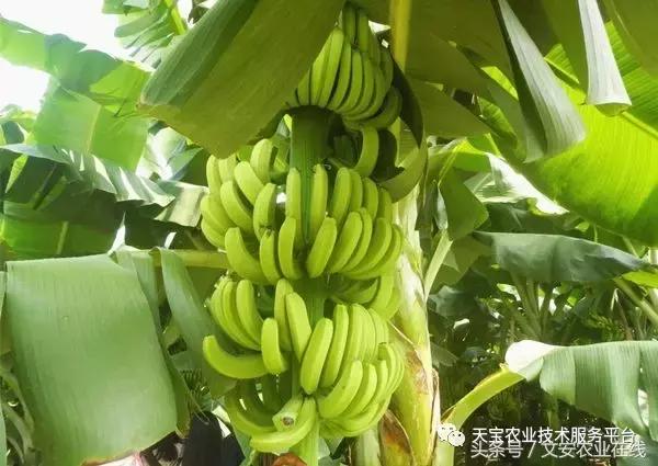 磷酸二氢钾在农作物的使用方法,磷酸二氢钾使用方法及注意事项