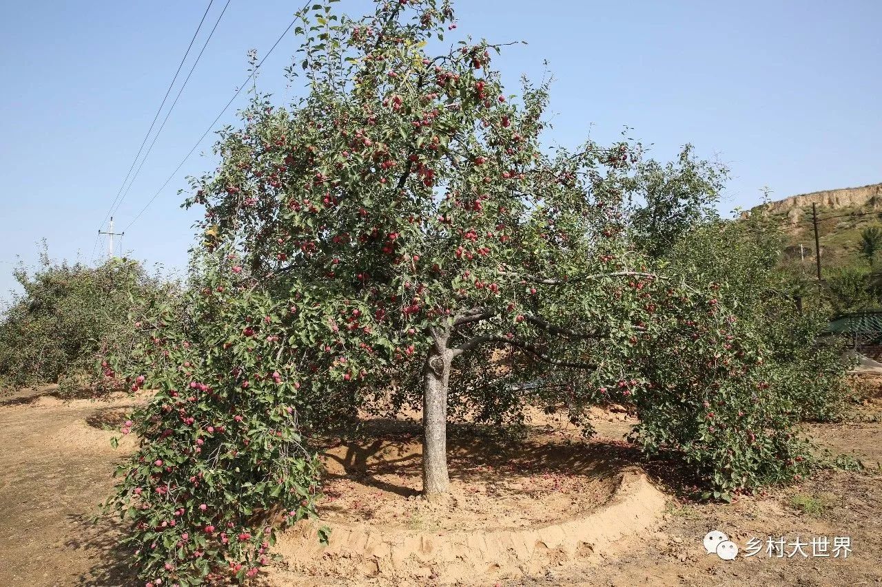 补钙的水果钙王,它是秋果之王每天吃几颗
