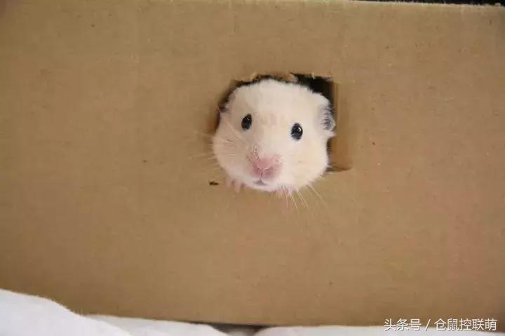 喜欢钻洞的是什么仓鼠,养一只仓鼠每天都被它萌翻
