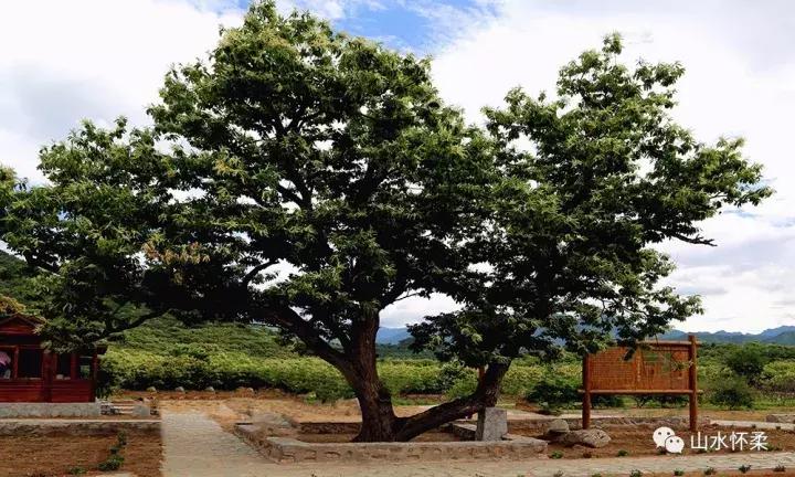 聚焦烟台黄渤海新区,聚焦烟台莱州辛庄