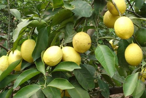柠檬栽培技术视频,柠檬种植技术书籍