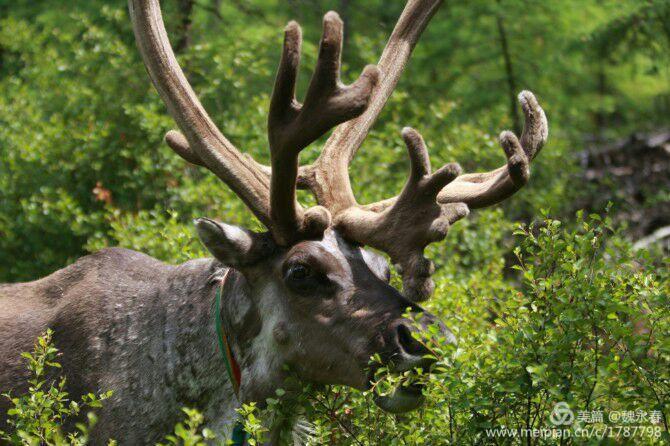 旅游、度假、休闲娱乐为一体的内蒙古根河市敖鲁古雅旅游度假村